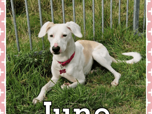 BOOKED Juno