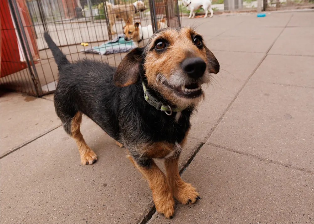 an image of one of the dog's at dog's aid animal shelter