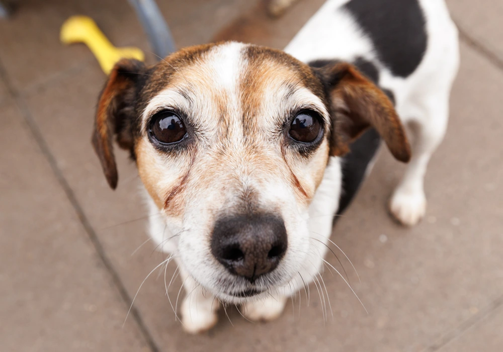 an image of one of the dog's at dog's aid animal shelter