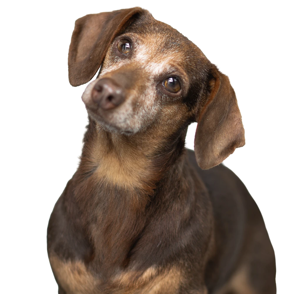 an image of one of the dog's at dog's aid animal shelter