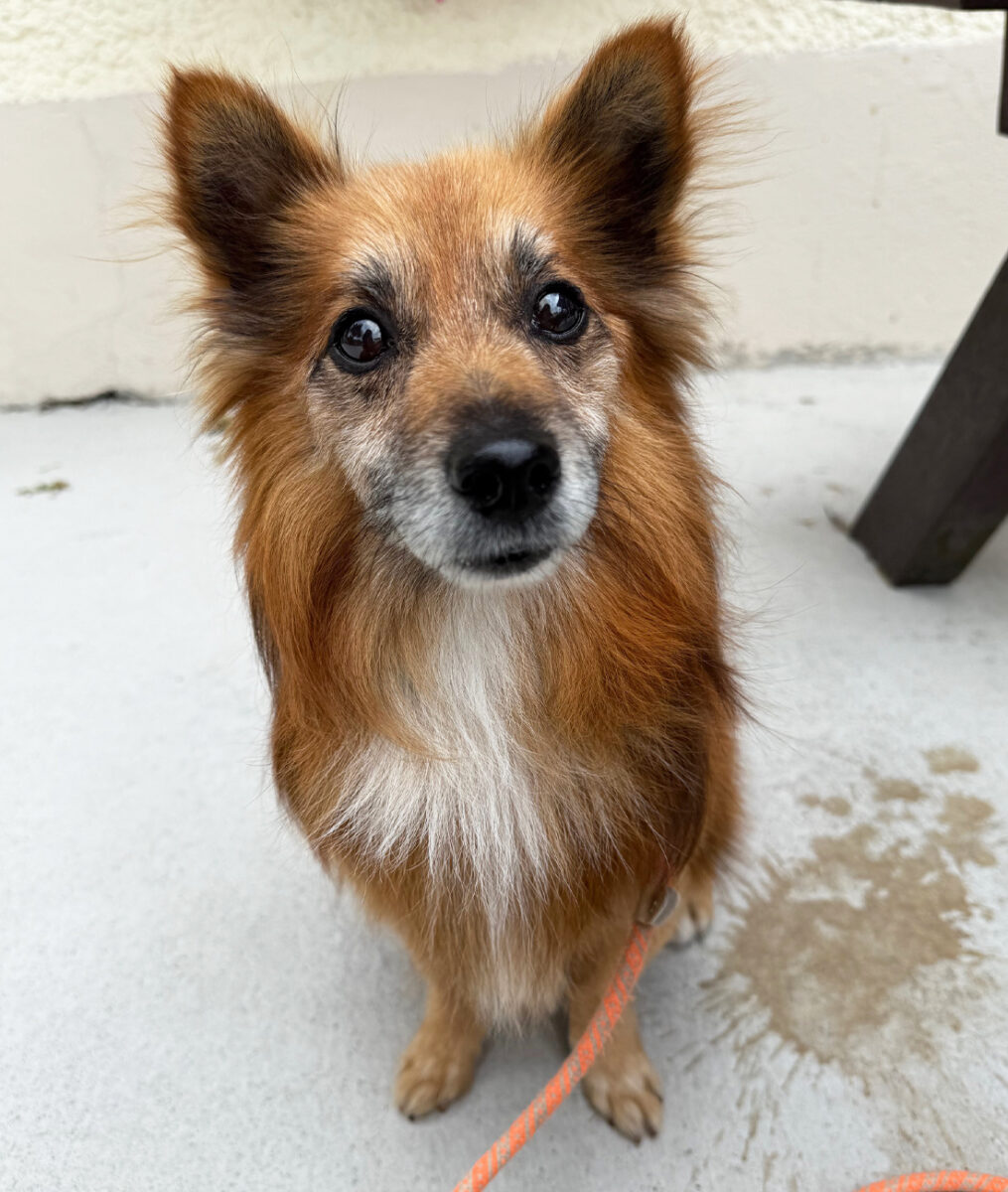 Buddy Pom 01