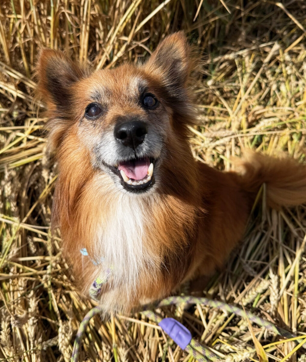 Buddy Pom 03