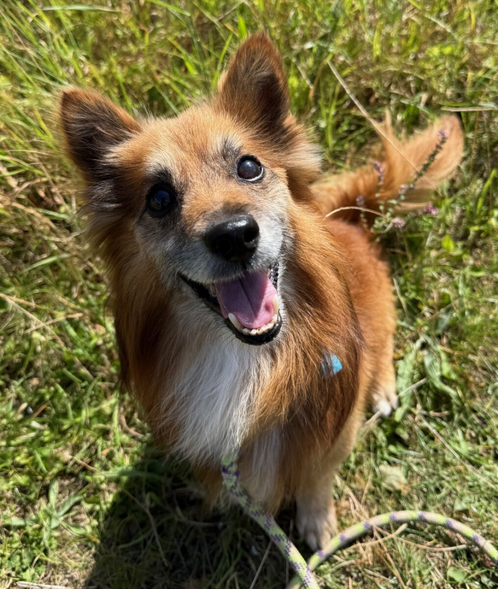 Buddy Pom 04