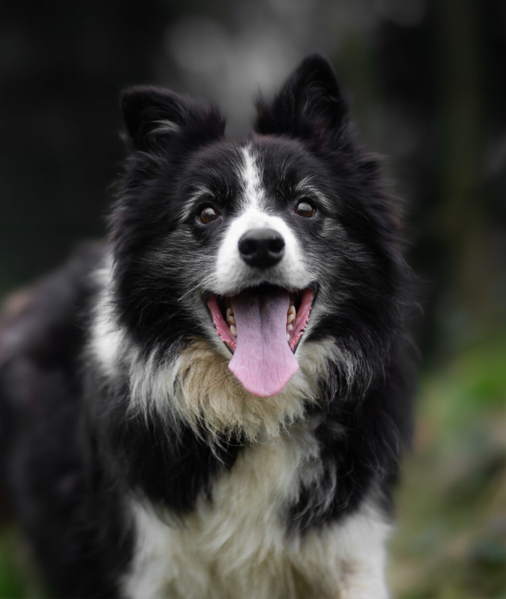 Toby 02