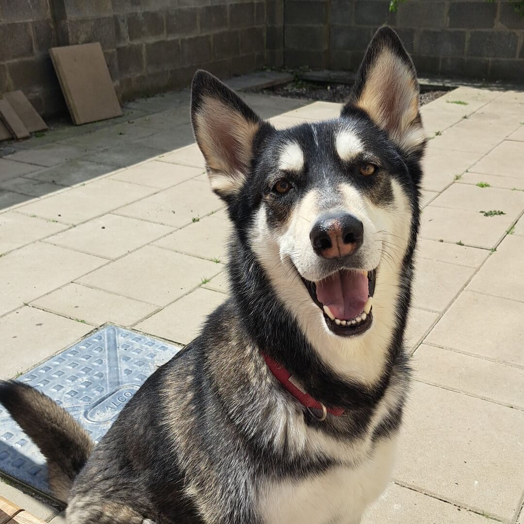 Balto