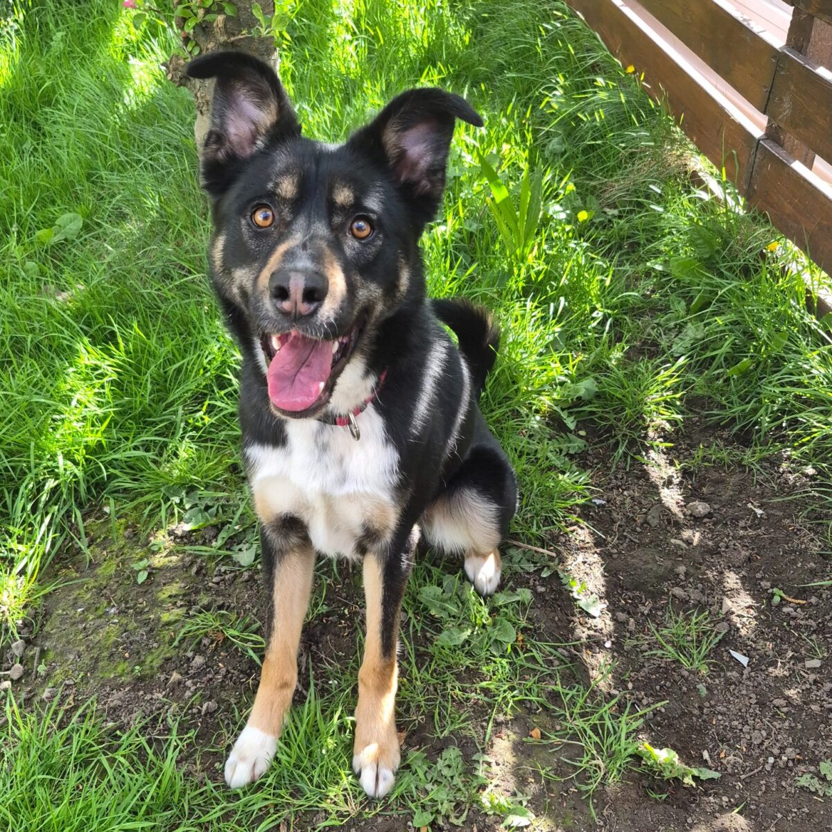 Milo