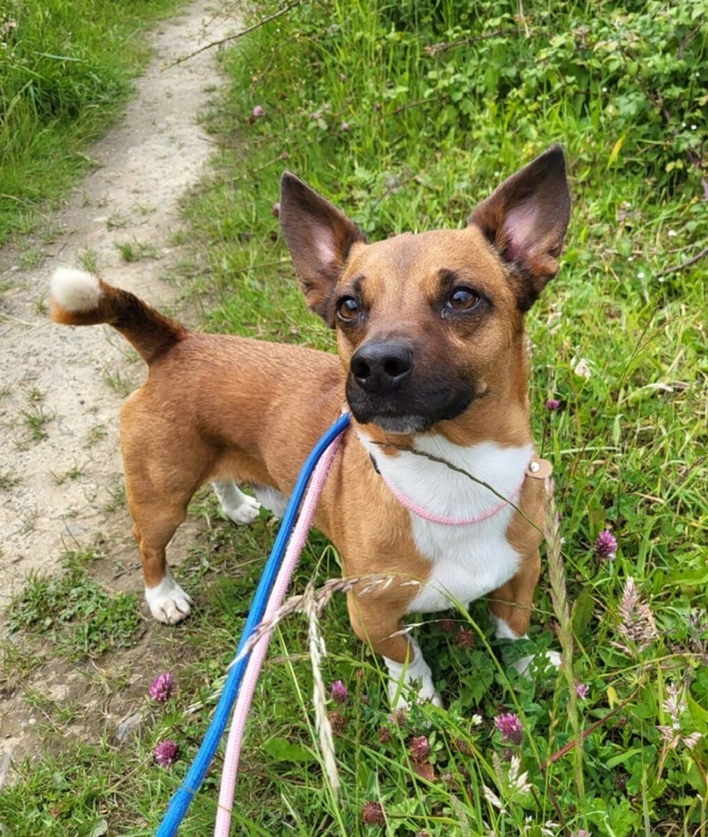 Toby Terrier 02