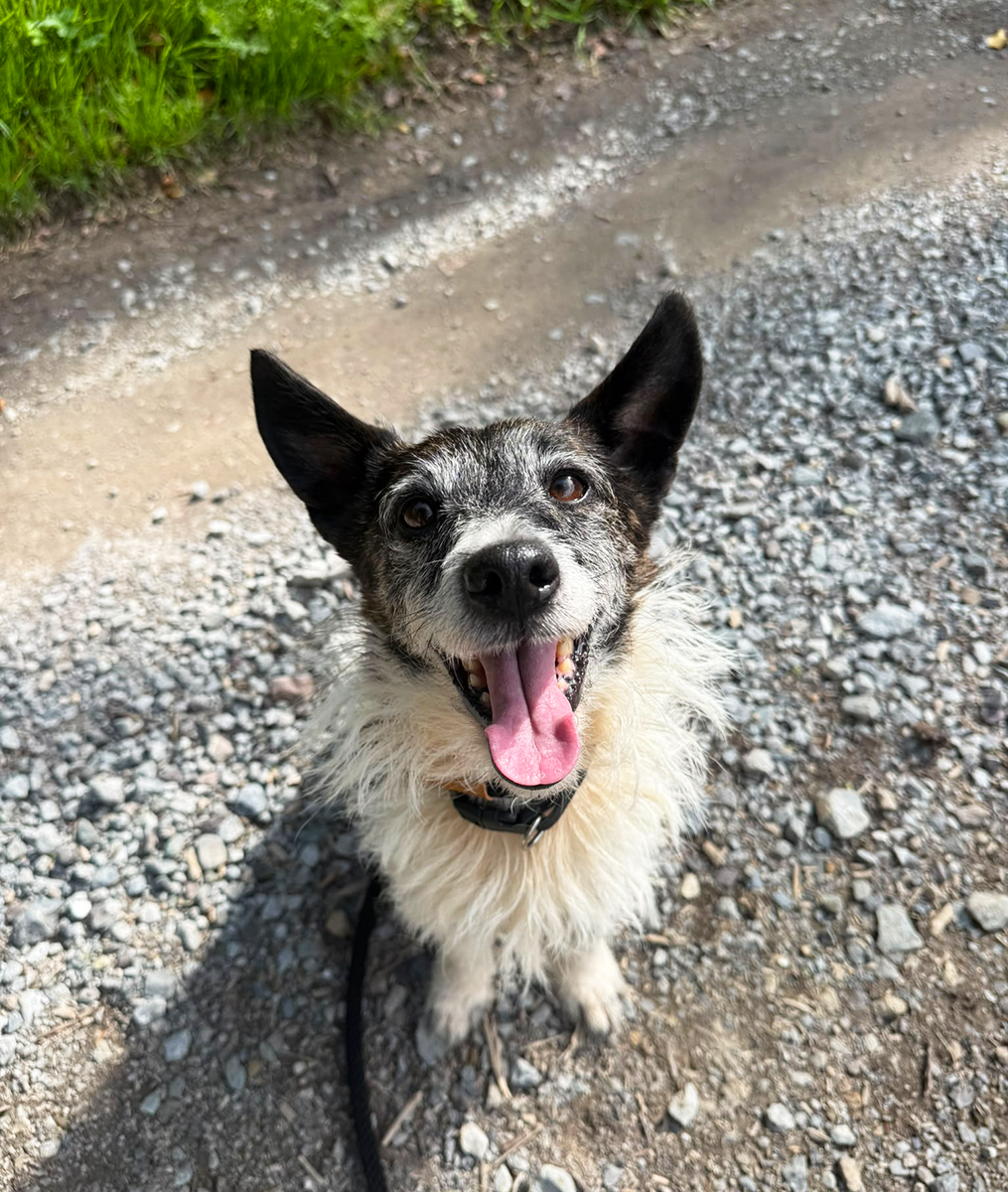 Daisy 04